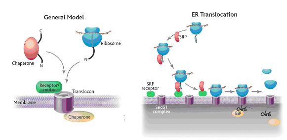 Sec Translocon